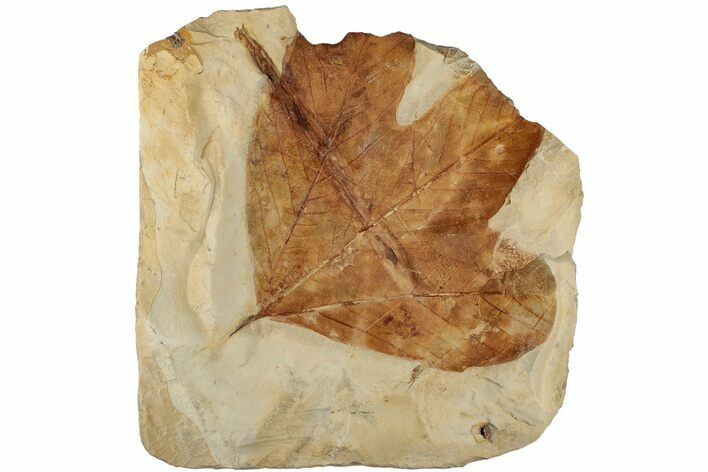 Fossil Sycamore Leaf (Platanus) - Montana #199574